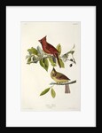 Cardinal Grosbeak , Fringilla Cardinalis, 1845 by John J. Audubon