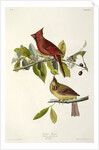 Cardinal Grosbeak , Fringilla Cardinalis, 1845 by John J. Audubon