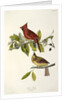 Cardinal Grosbeak , Fringilla Cardinalis, 1845 by John J. Audubon
