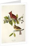 Cardinal Grosbeak , Fringilla Cardinalis, 1845 by John J. Audubon