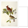 Cardinal Grosbeak , Fringilla Cardinalis, 1845 by John J. Audubon