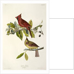 Cardinal Grosbeak , Fringilla Cardinalis, 1845 by John J. Audubon