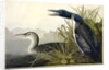 Great Northern Diver or Loon, Colymbus Glacialis, 1845 by John J. Audubon
