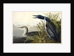 Great Northern Diver or Loon, Colymbus Glacialis, 1845 by John J. Audubon
