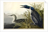 Great Northern Diver or Loon, Colymbus Glacialis, 1845 by John J. Audubon