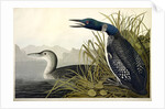 Great Northern Diver or Loon, Colymbus Glacialis, 1845 by John J. Audubon