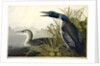 Great Northern Diver or Loon, Colymbus Glacialis, 1845 by John J. Audubon