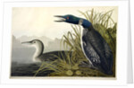Great Northern Diver or Loon, Colymbus Glacialis, 1845 by John J. Audubon