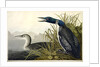 Great Northern Diver or Loon, Colymbus Glacialis, 1845 by John J. Audubon