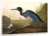 Blue Crane or Heron, Ardea Coerulea, 1845 by John J. Audubon