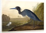 Blue Crane or Heron, Ardea Coerulea, 1845 by John J. Audubon