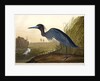 Blue Crane or Heron, Ardea Coerulea, 1845 by John J. Audubon