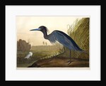 Blue Crane or Heron, Ardea Coerulea, 1845 by John J. Audubon
