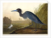 Blue Crane or Heron, Ardea Coerulea, 1845 by John J. Audubon