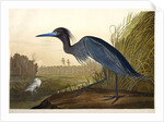 Blue Crane or Heron, Ardea Coerulea, 1845 by John J. Audubon