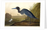 Blue Crane or Heron, Ardea Coerulea, 1845 by John J. Audubon