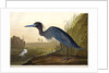 Blue Crane or Heron, Ardea Coerulea, 1845 by John J. Audubon