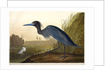 Blue Crane or Heron, Ardea Coerulea, 1845 by John J. Audubon