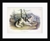 Hare-Indian Dog, Canis Familiaris, 1845 by John J. Audubon