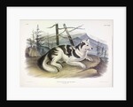 Hare-Indian Dog, Canis Familiaris, 1845 by John J. Audubon