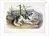Hare-Indian Dog, Canis Familiaris, 1845 by John J. Audubon