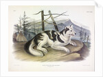Hare-Indian Dog, Canis Familiaris, 1845 by John J. Audubon