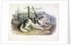 Hare-Indian Dog, Canis Familiaris, 1845 by John J. Audubon