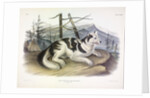 Hare-Indian Dog, Canis Familiaris, 1845 by John J. Audubon