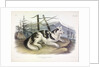 Hare-Indian Dog, Canis Familiaris, 1845 by John J. Audubon