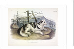 Hare-Indian Dog, Canis Familiaris, 1845 by John J. Audubon