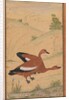 A pair of Brahminy ducks, c. 1595; borders added probably 1800s by Unknown
