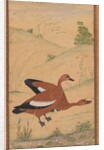 A pair of Brahminy ducks, c. 1595; borders added probably 1800s by Unknown