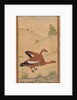 A pair of Brahminy ducks, c. 1595; borders added probably 1800s by Unknown