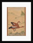 A pair of Brahminy ducks, c. 1595; borders added probably 1800s by Unknown