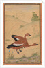 A pair of Brahminy ducks, c. 1595; borders added probably 1800s by Unknown