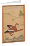 A pair of Brahminy ducks, c. 1595; borders added probably 1800s by Unknown