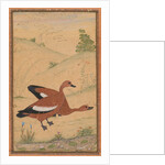 A pair of Brahminy ducks, c. 1595; borders added probably 1800s by Unknown