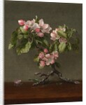 Apple Blossoms, 1873 by Martin Johnson Heade