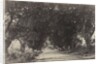 Avenue of the Banian Trees, Seringham, India, 1858 by Captain Linnaeus Tripe; Madras Presidency