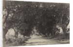 Avenue of the Banian Trees, Seringham, India, 1858 by Captain Linnaeus Tripe; Madras Presidency