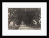 Avenue of the Banian Trees, Seringham, India, 1858 by Captain Linnaeus Tripe; Madras Presidency