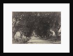 Avenue of the Banian Trees, Seringham, India, 1858 by Captain Linnaeus Tripe; Madras Presidency