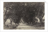 Avenue of the Banian Trees, Seringham, India, 1858 by Captain Linnaeus Tripe; Madras Presidency