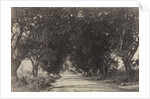 Avenue of the Banian Trees, Seringham, India, 1858 by Captain Linnaeus Tripe; Madras Presidency