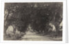 Avenue of the Banian Trees, Seringham, India, 1858 by Captain Linnaeus Tripe; Madras Presidency