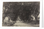 Avenue of the Banian Trees, Seringham, India, 1858 by Captain Linnaeus Tripe; Madras Presidency