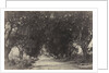 Avenue of the Banian Trees, Seringham, India, 1858 by Captain Linnaeus Tripe; Madras Presidency