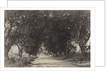 Avenue of the Banian Trees, Seringham, India, 1858 by Captain Linnaeus Tripe; Madras Presidency