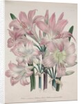 Belladonna Lily: Amaryllis belladonna by Jane Loudon