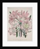 Belladonna Lily: Amaryllis belladonna by Jane Loudon